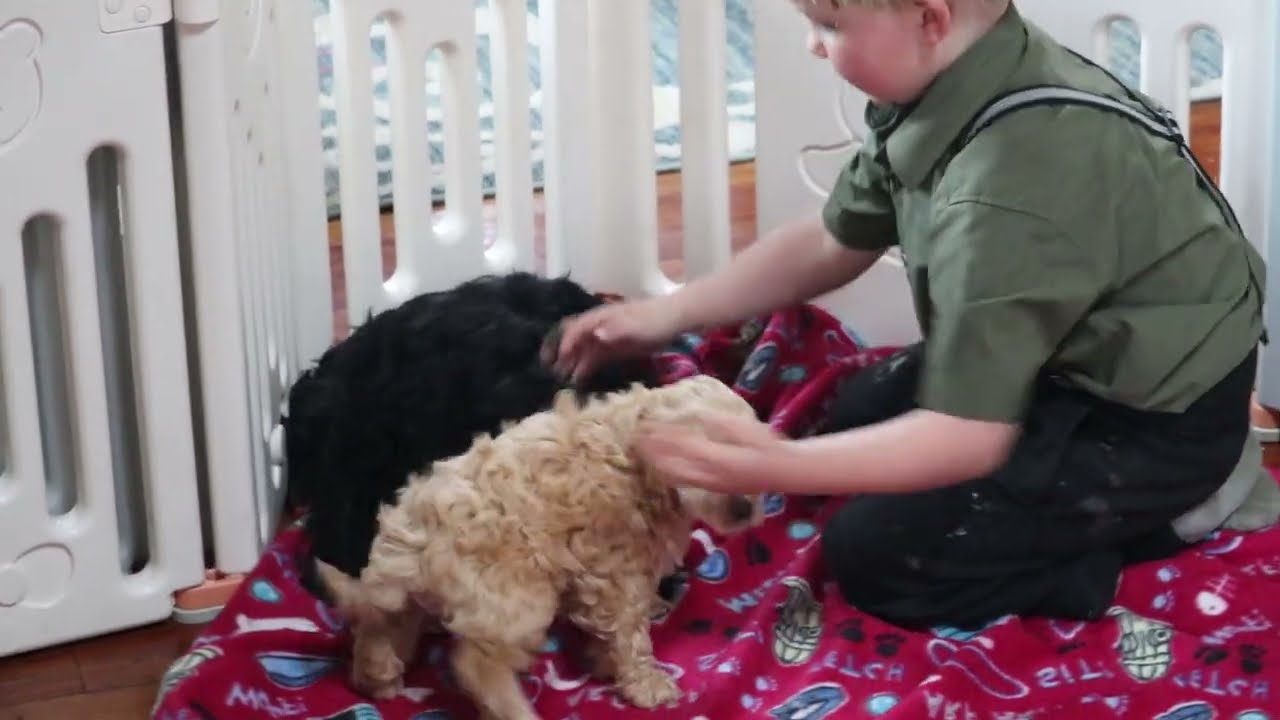 Cockapoo Puppies For Sale
