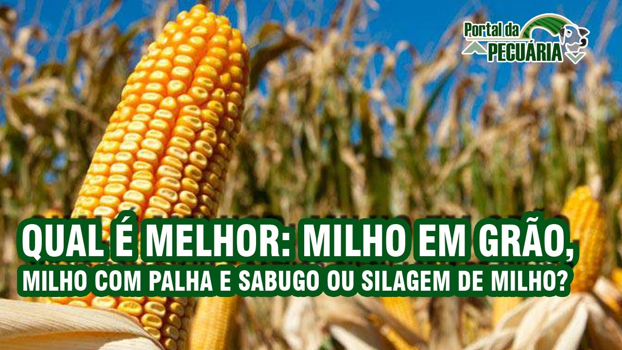 Qual é melhor Milho em grão, Milho com palha e sabugo ou Silagem de milho?