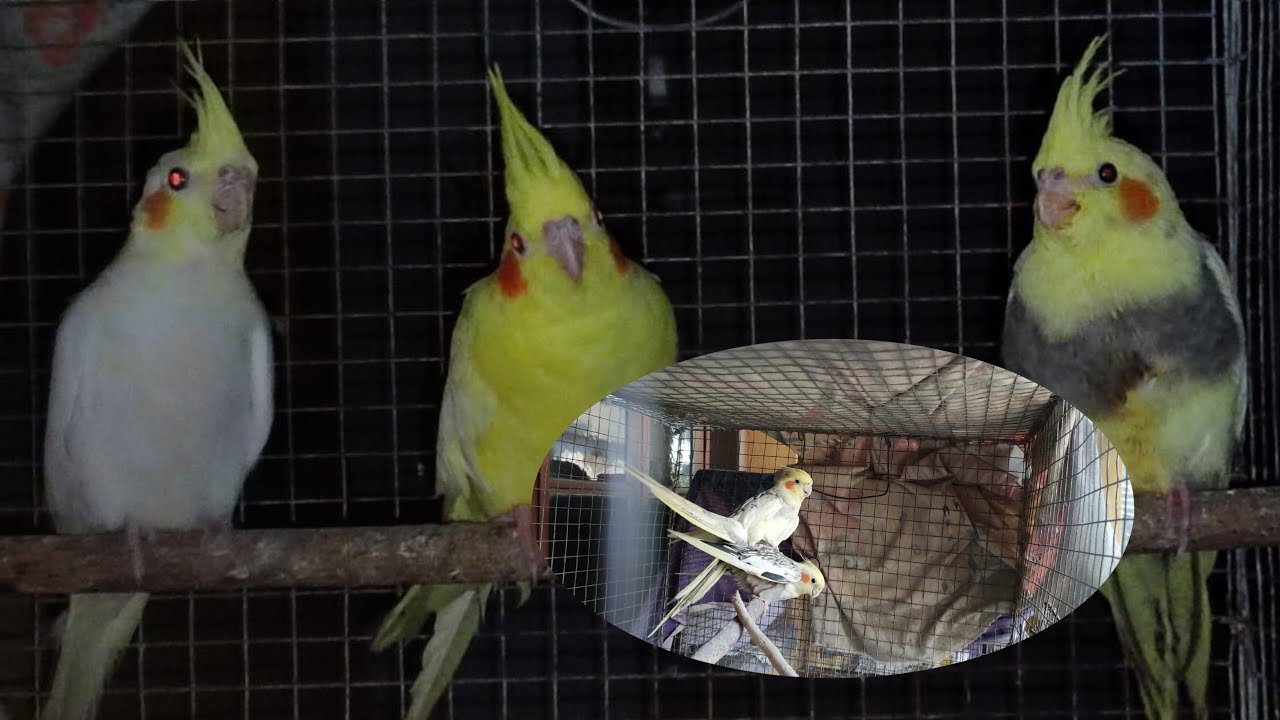 Cockatiel breeding time care|Cockatiel breeding.