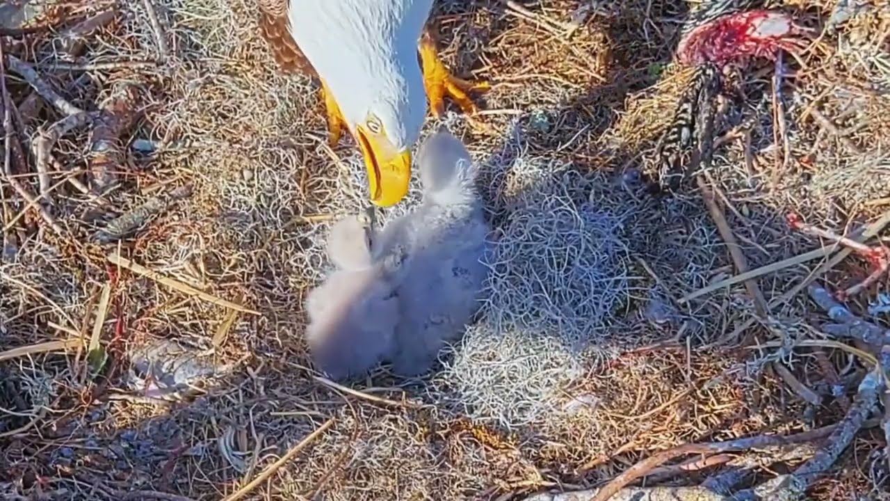 #baldeagle S03#P44 Review birds in nest with nature #birdslovers #birdsounds #birdsnest