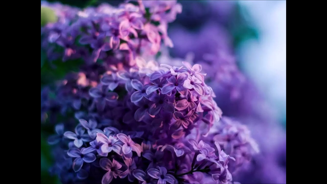 YOUNGESUS - BEZ 🌸 prod. JpBeatz 🎵