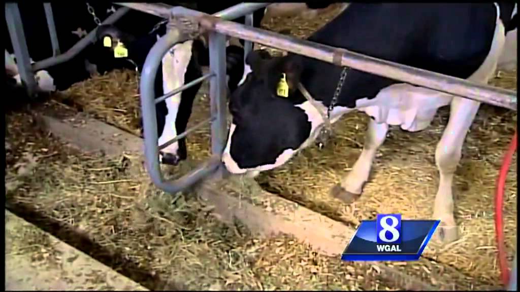 Milk prices could rise if farm bill not passed