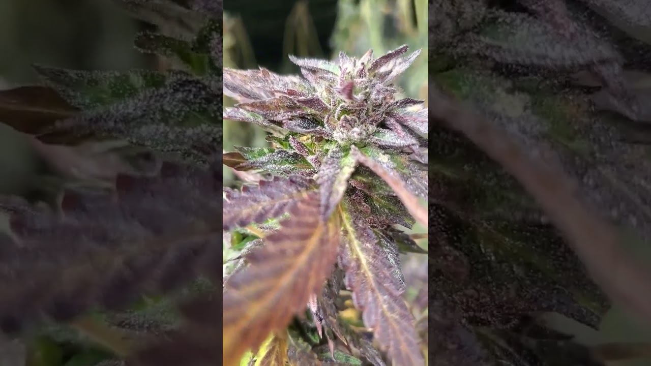 Gelato 45 - 2022