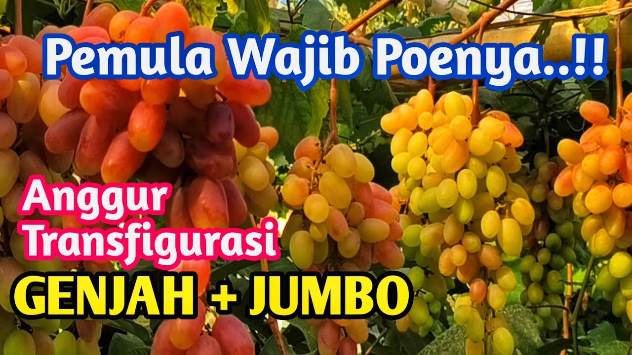 Varietas Rekomendasi untuk Pemula: Anggur Transfigurasi si Genjah Pemilik Tandan Super Besar