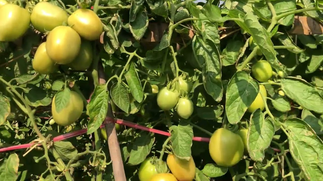 ngày 19 tháng 1, 2026