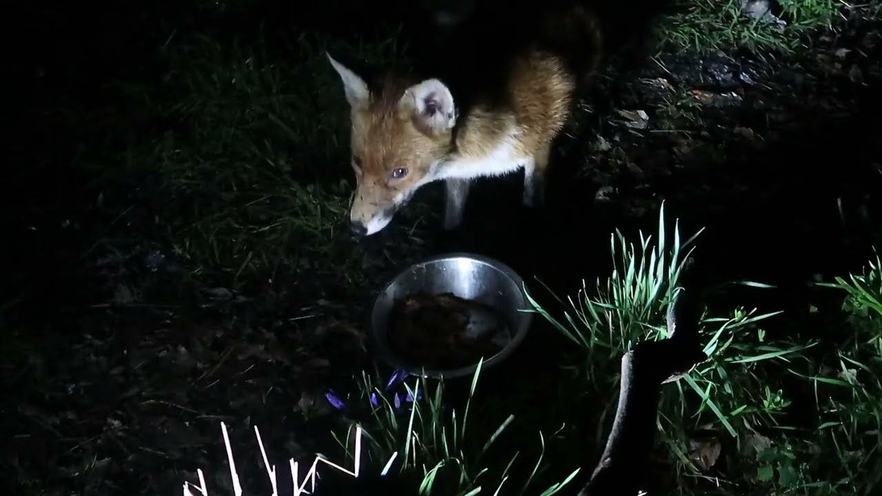 Foxes feeding among the green shoots of late february