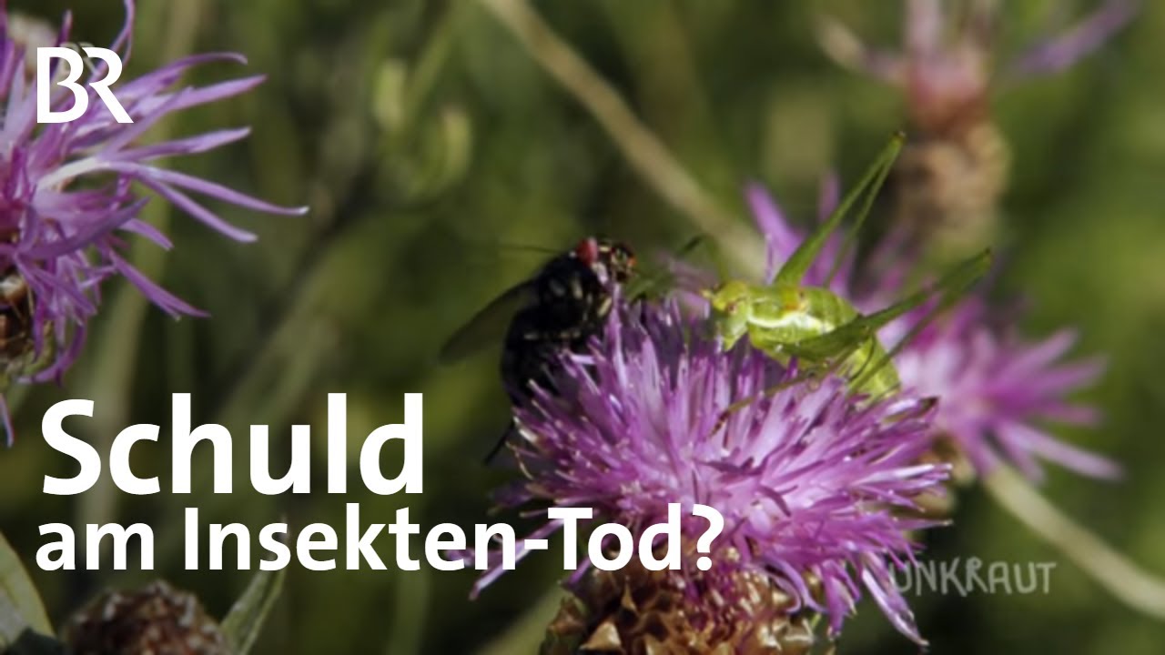 Insekten-Tod: Welche Rolle spielt die Landwirtschaft? | UNKRAUT
