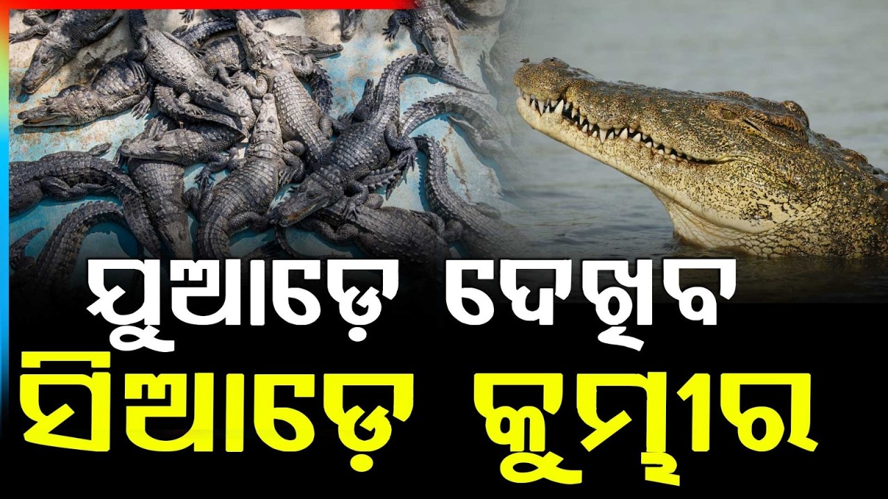 ରାଜ୍ୟରେ ବଢ଼ିଲା କୁମ୍ଭୀର ସଂଖ୍ୟା | Crocodile Population Rises to 2,193 in Odisha
