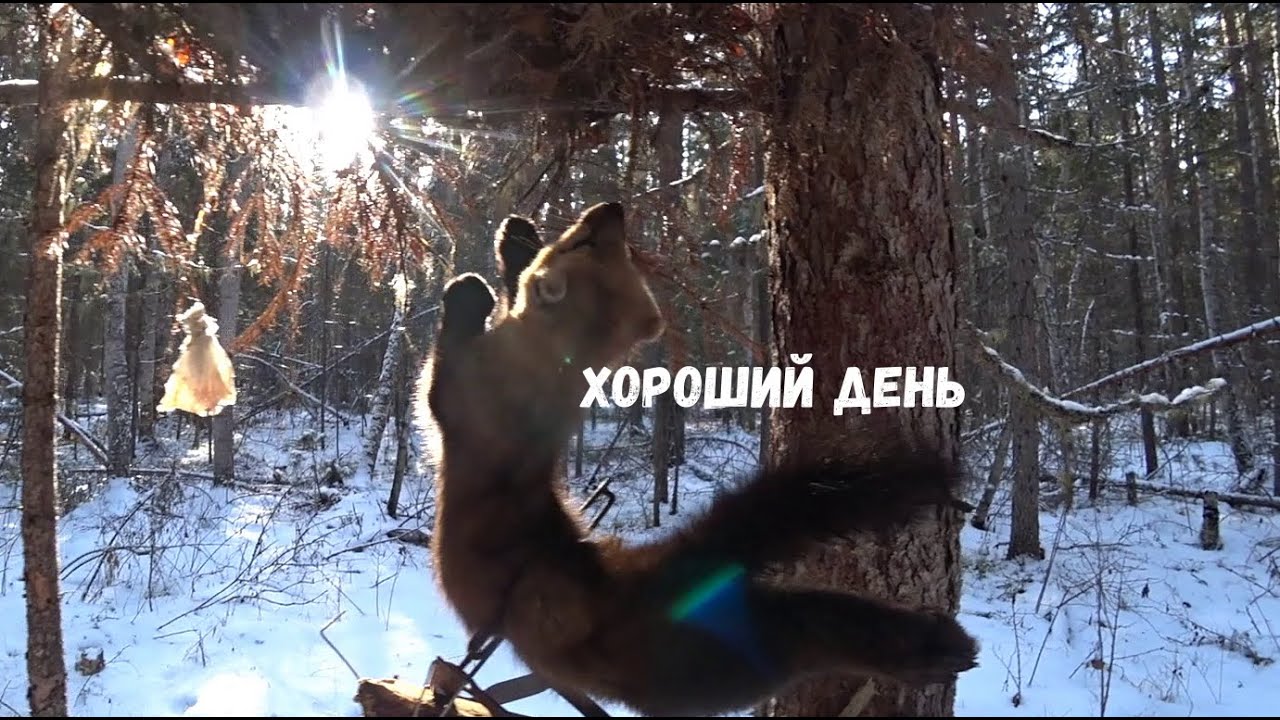 ПОКА САМЫЙ ЛУЧШИЙ ДЕНЬ!!! ТАЙГА ЖИВЁТ!!!