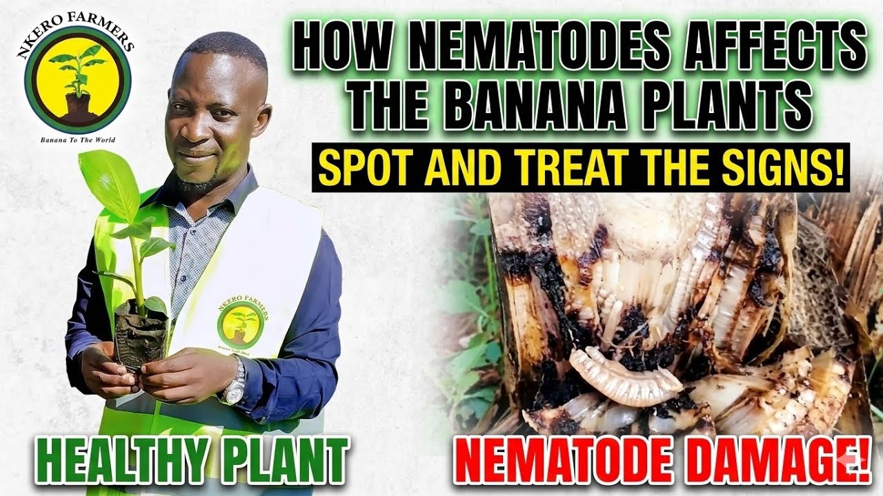 HOW NEMATODES AFFECTS THE BANANA PLANTS