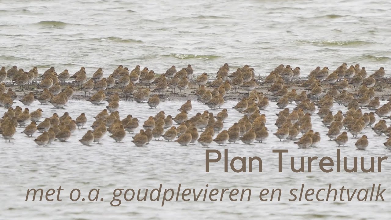 Vogels kijken in Plan Tureluur met o a  goudplevieren en slechtvalk #1413