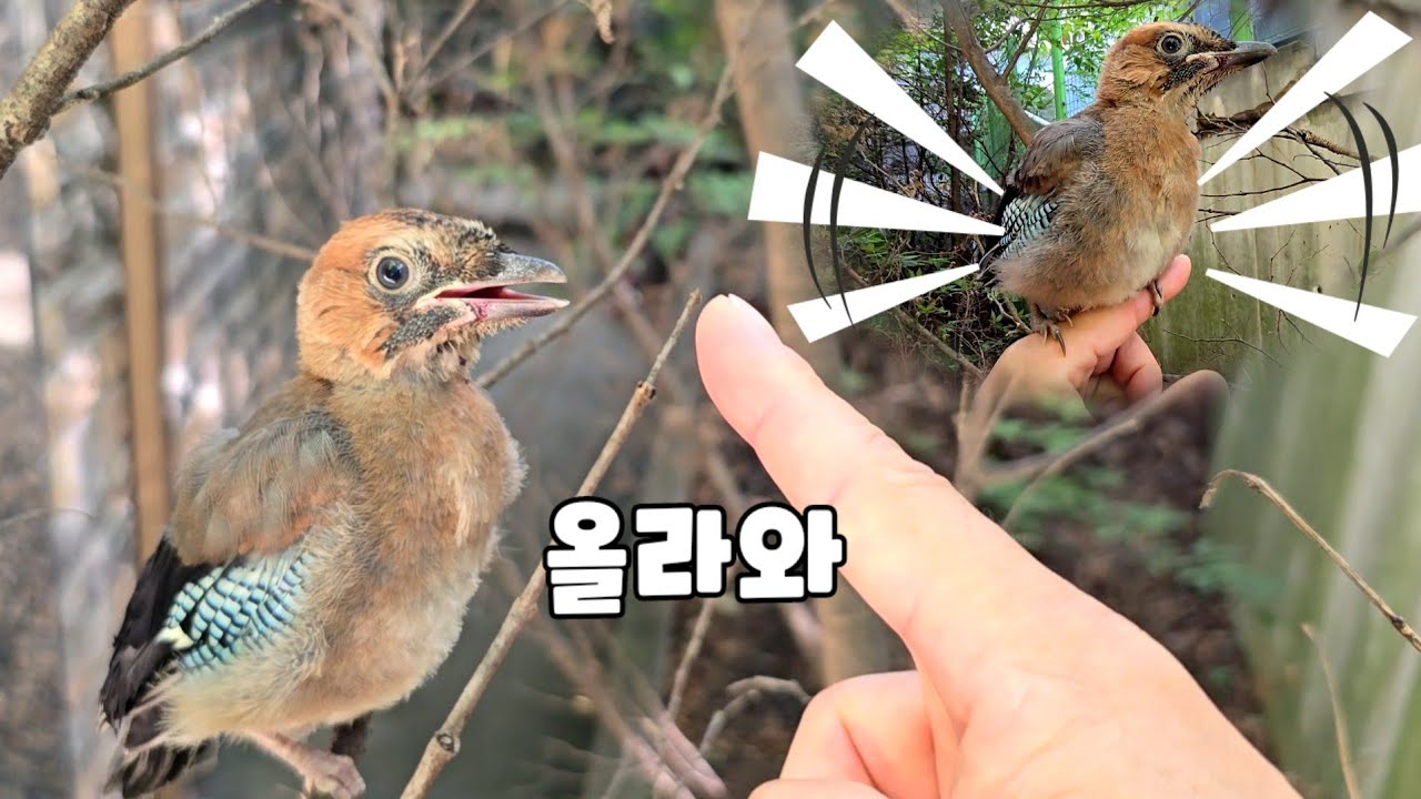 가까이서보니 너무 귀엽네요 또 새줍
