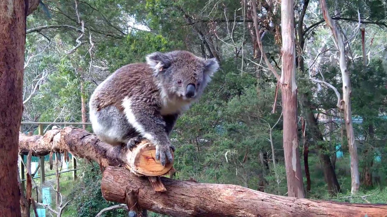 Koala Sanctuary - Phillip Island - Melbourne - Australia