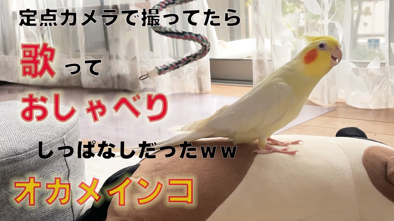 【作業用にどうぞ】オカメインコよるくん１０分間歌とおしゃべりであなたを癒します♡ノーカット編集