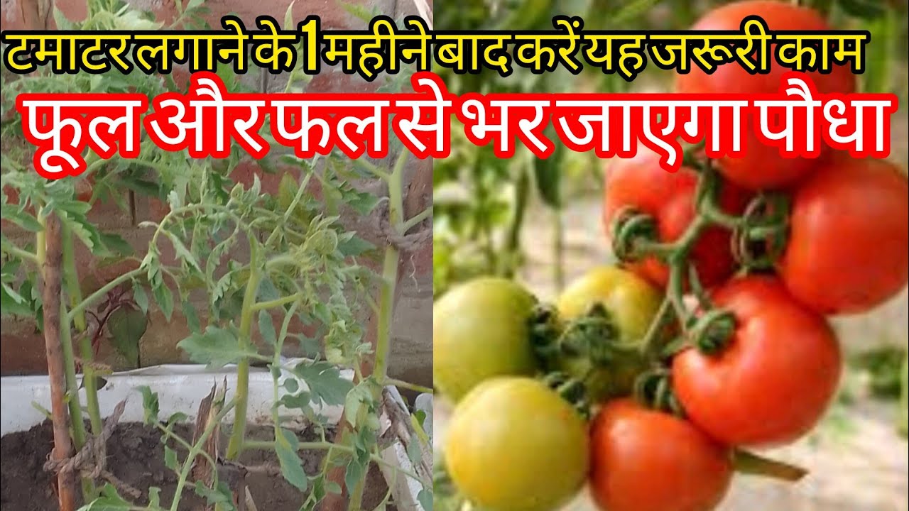 टमाटर लगाने के 1 महीने बाद करें यह जरूरी काम पौधा में भर भर के फूल और फल आएंगे