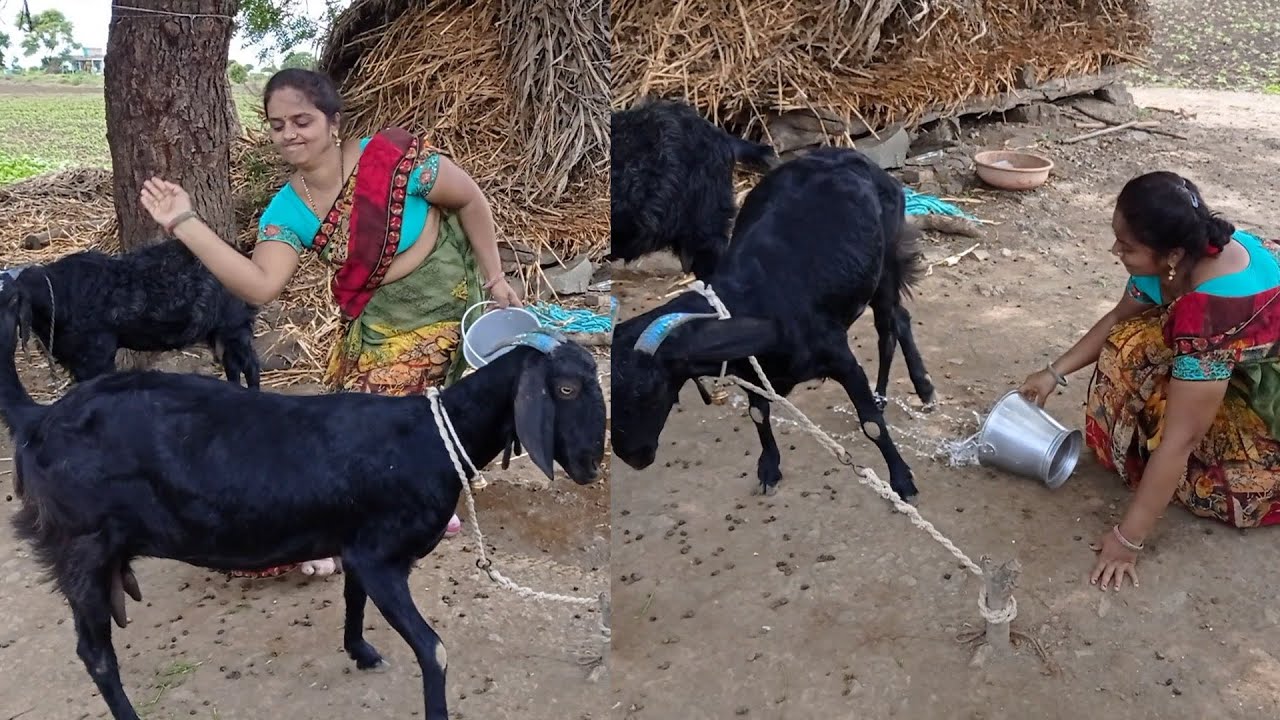 Kyon gussa ho gai Radha aaj😡😱 real village life goat milking by hand 😻🌄😍