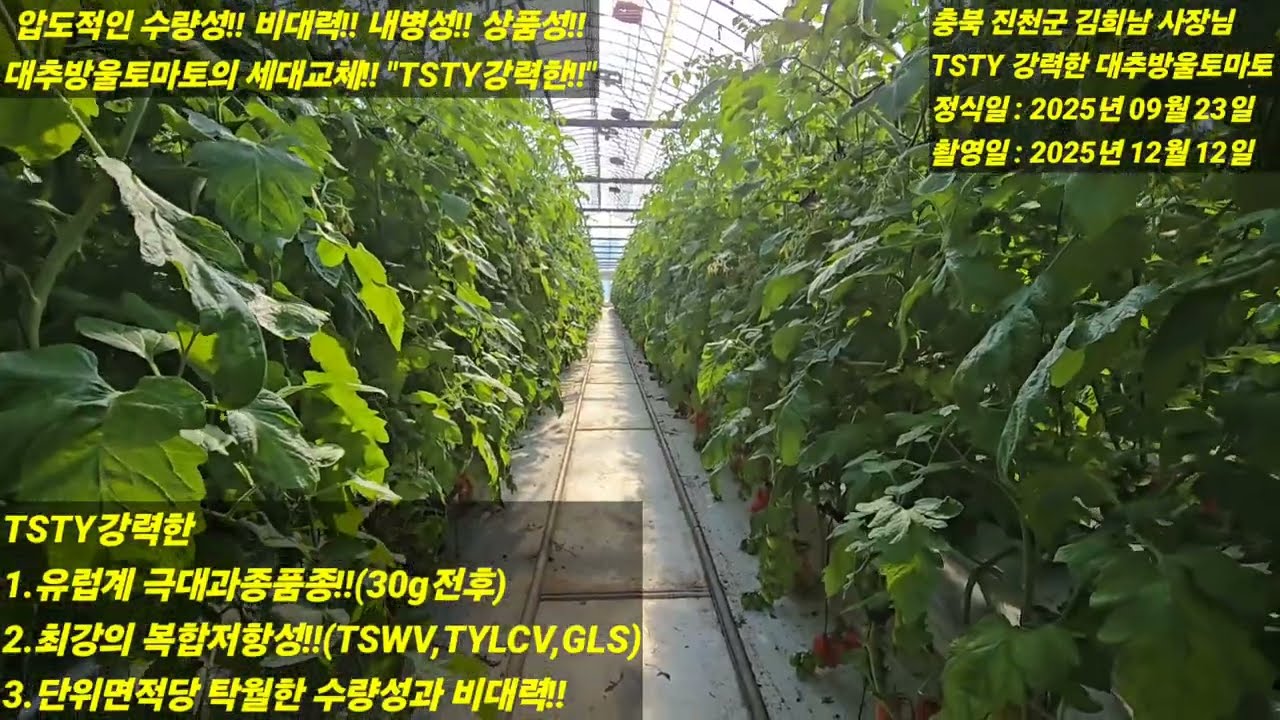 [TSTY강력한] 압도적인 수량성! 비대력! 내병성! 상품성! 재배안정성! 대추방울토마토의 세대교체! 
