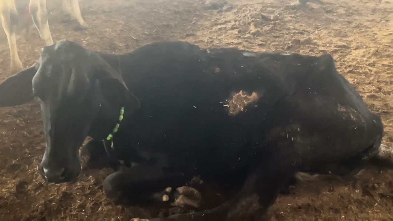 Jai gau mata ki 🚩🔱