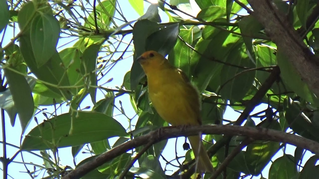 Canário da terra cantando alto com lindo som 88