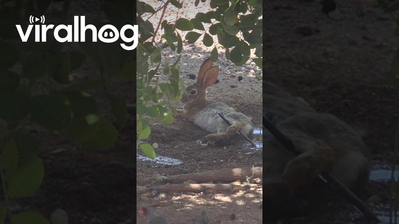Bunny Cooling Off in the Arizona Heat || ViralHog