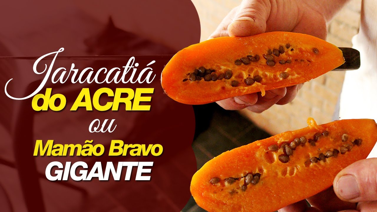 Jaracatiá do Acre ou Mamão Bravo Gigante