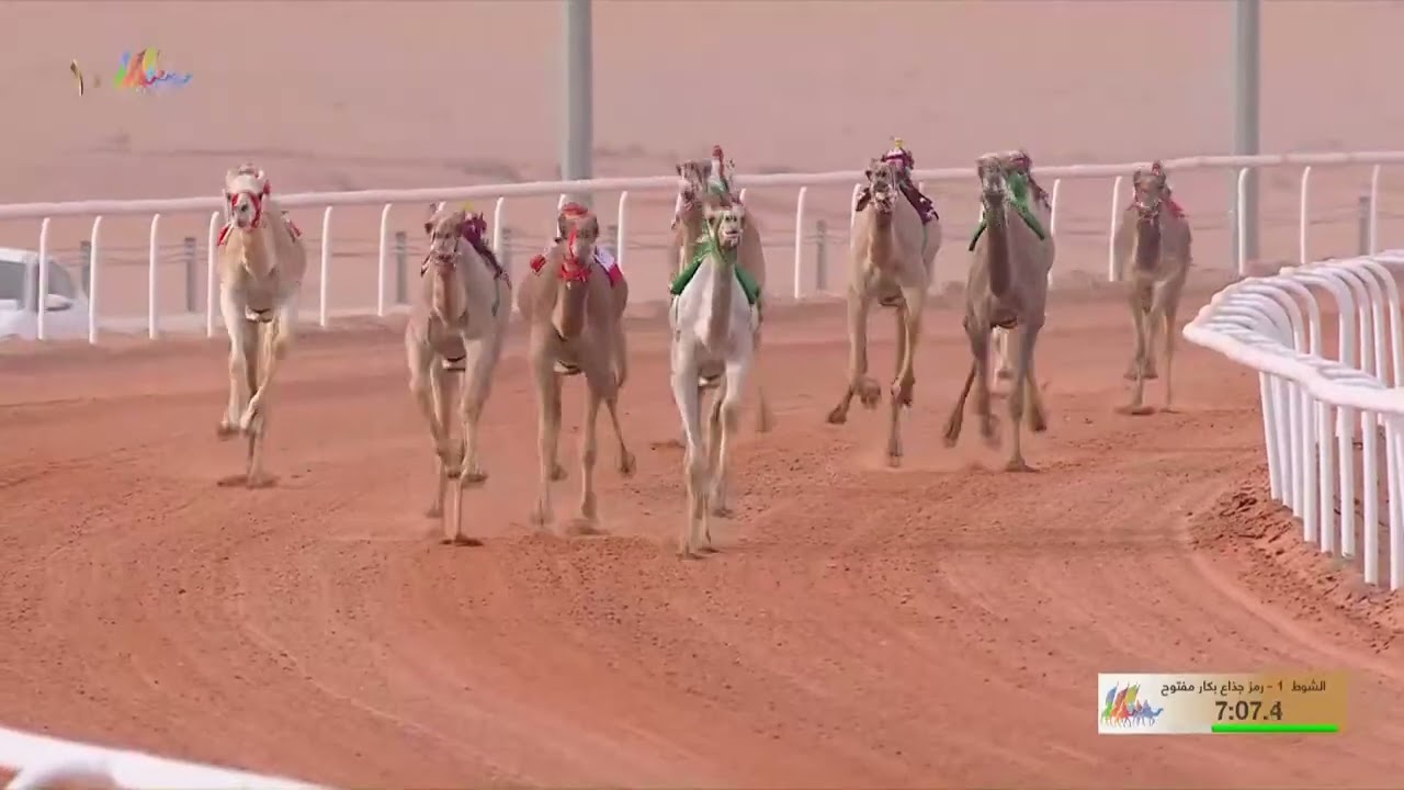 الشوط 1 جذاع كأس بكار مفتوح  مساء يوم  الخميس 25-12-2025 من #مهرجان_الملك_عبدالعزيز_للإبل10