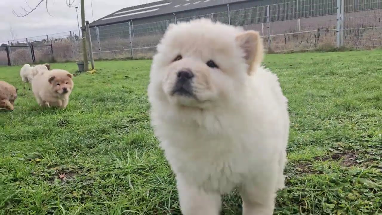 Chow-chow pupsenzo.be geboren in Belgie 🦁🐾🥰