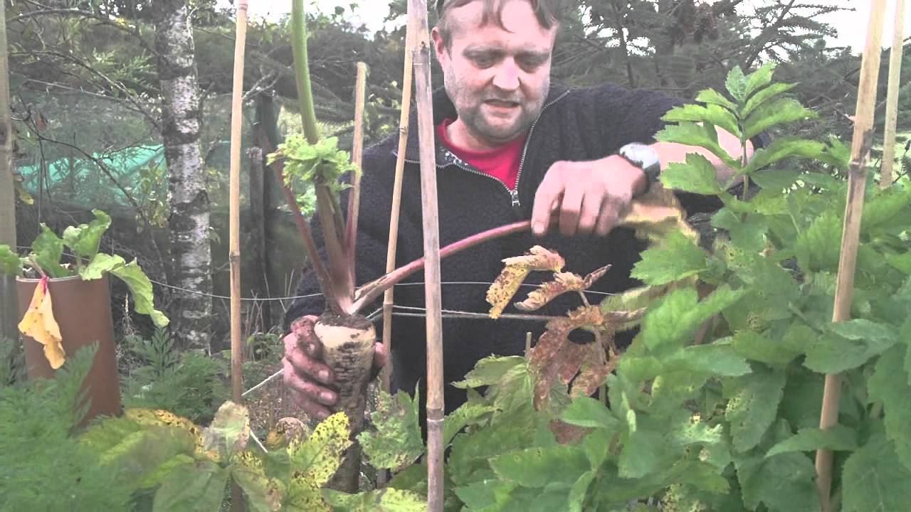 Allotment Diary Pulling my 1st Giant Long Exhibition Show Parsnips up.
