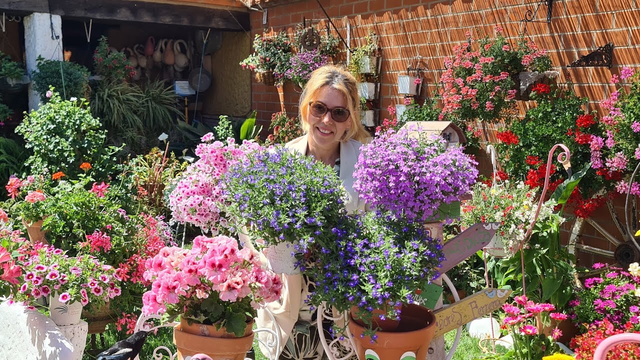 Lobelia; planta con larga floración de intensos colores.Sus cuidados 🌈