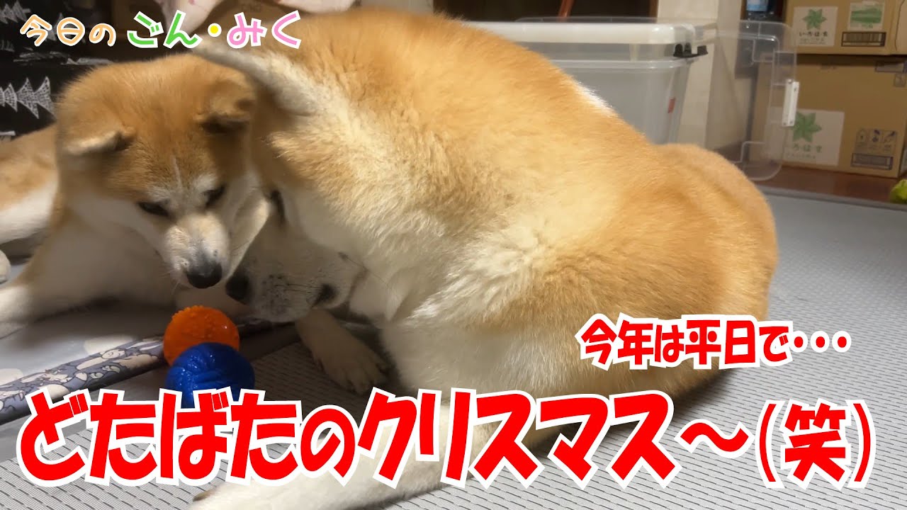 今年は平日で･･･「どたばたのクリスマス～（笑）」今日のごん・みく　秋田犬【ごん・みく チャンネル】