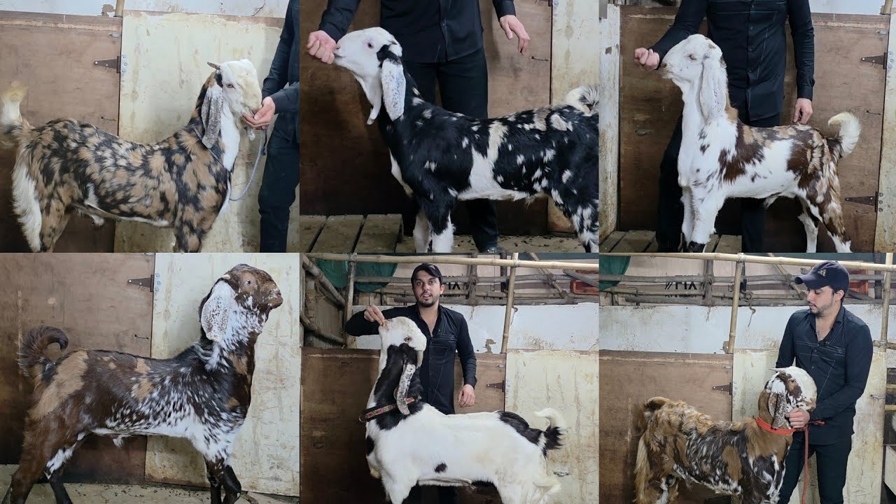 Kaunsi Nasal Hai Batane Walo Ko Inaam | The Khazaana Collection Of Mumbai | Zafar Goats Nagpada.