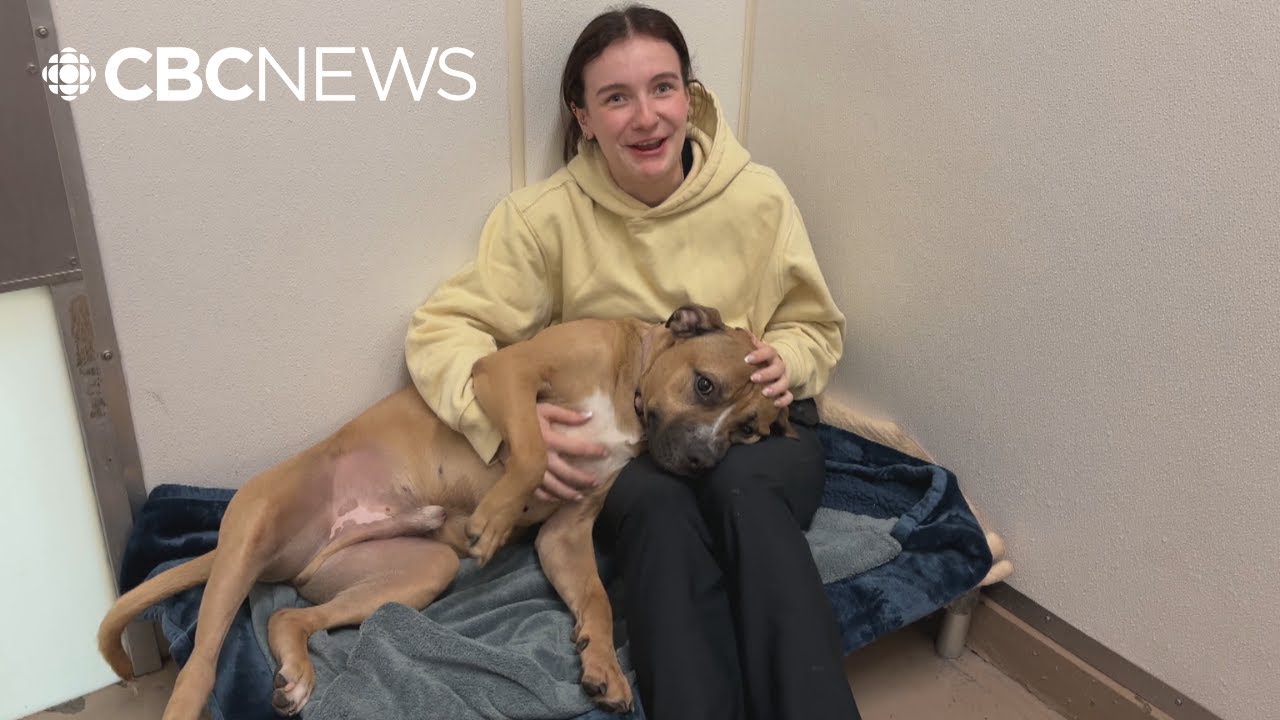 Furor as Langley Animal Protection Society's contract terminated by township