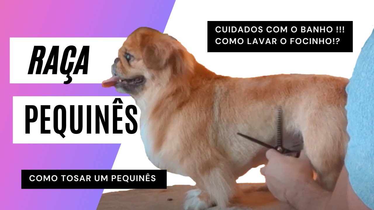 Pequinês , como tosar ? dica para lavar o focinho sem cair agua !