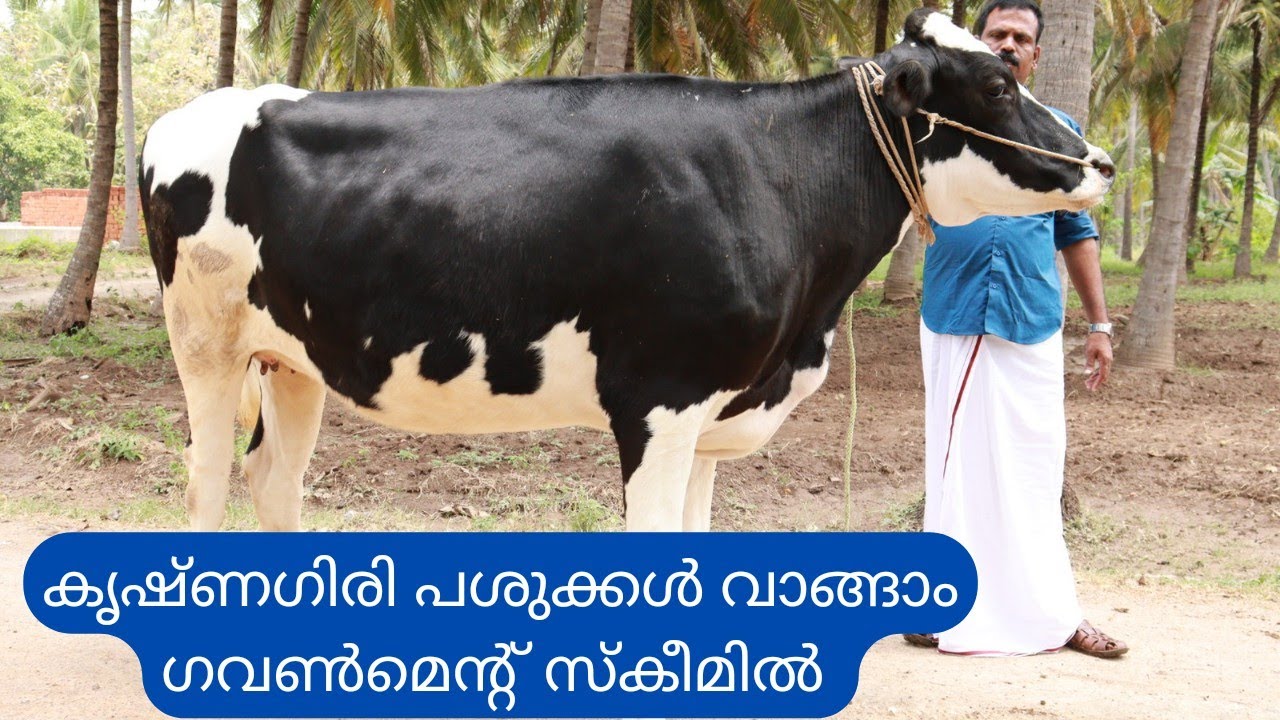7000 രൂപയ്ക്കു പശുകുട്ടികൾ,40000 രൂപയ്ക്കു ചന പശുക്കൾ |Cow sale Krishnagiri|Hf Jersey cow