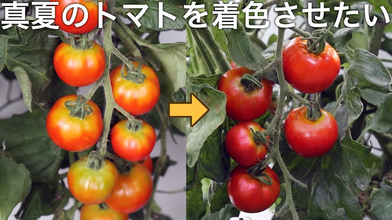 真夏のトマトがならない、ブヨブヨ、色がつかない！