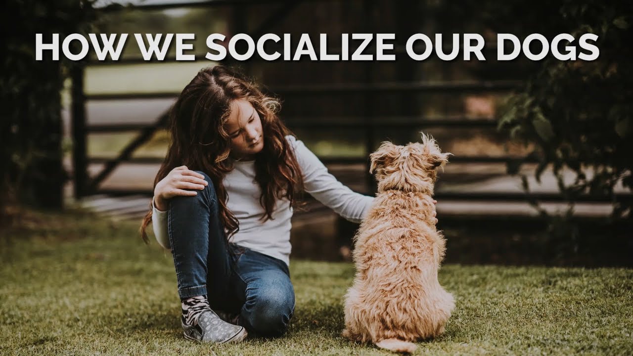 How We Socialize Our Dogs