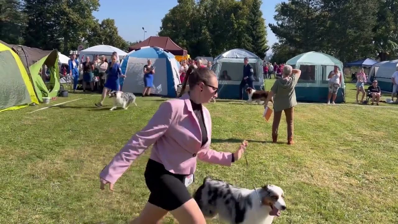 2023 09 16 CACIB Klatovy, CZ- Australian Shepherds - Males - Champion Class