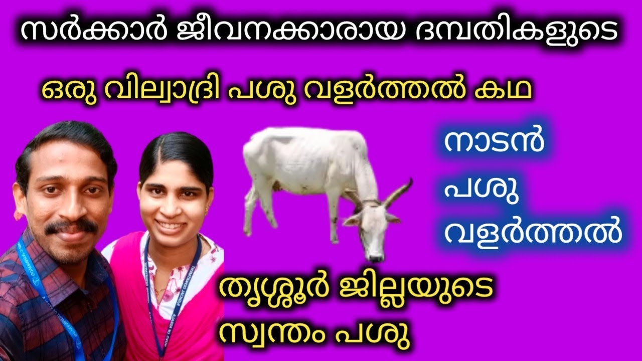 ഒരു വില്വാദ്രി പശു വളർത്തൽ കഥ | വെളുത്ത വില്വാദ്രി പശു | തൃശൂരിന്റെ നാടൻ പശു | സിന്റോ പുലിയന്നൂർ