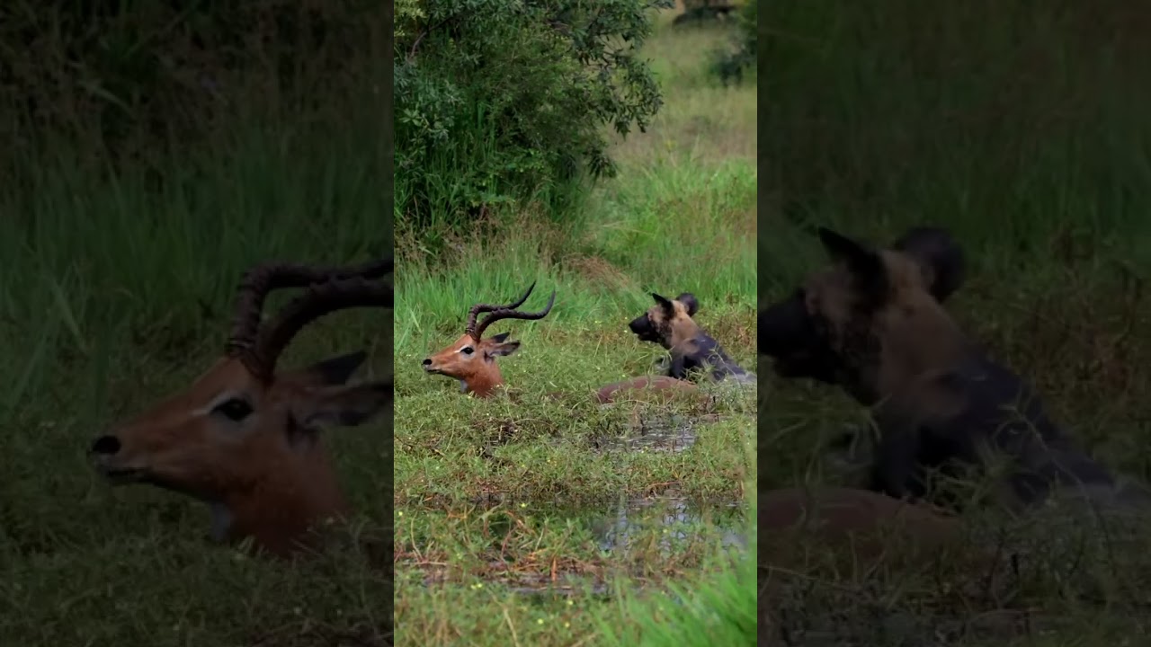 Impala's Clever Escape from Wild Dog!