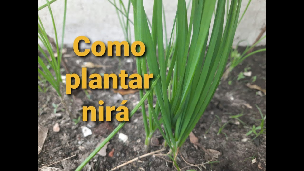 COMO PLANTAR NIRÁ. O ALHO JAPONÊS!