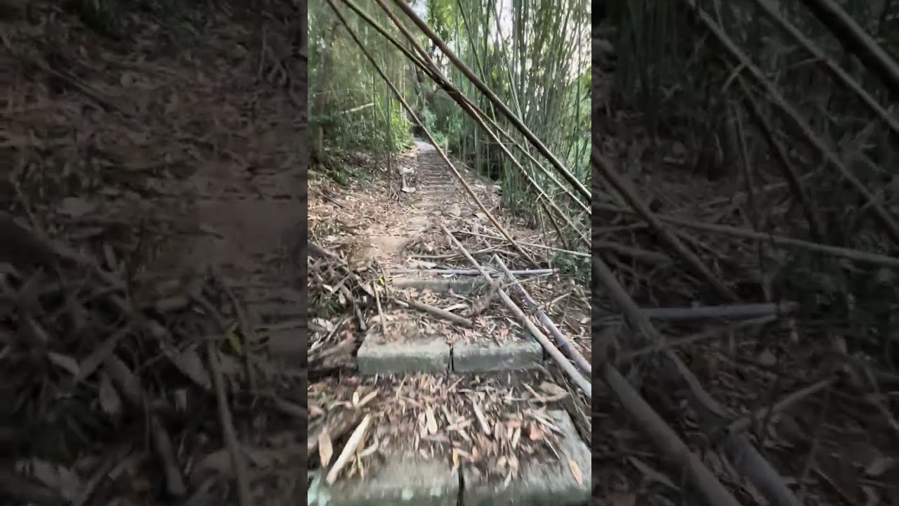 郊山 ，水社大山-2026二月路況報導