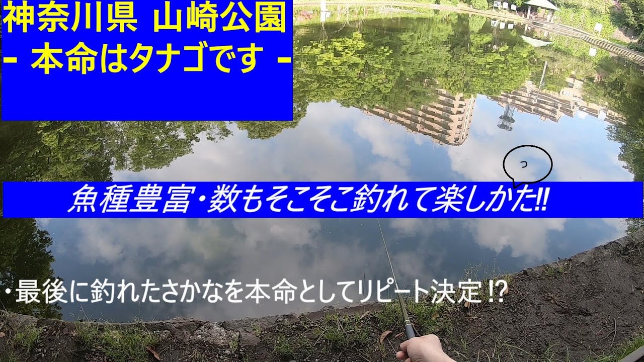 - 神奈川県 山崎公園でタナゴ釣り -