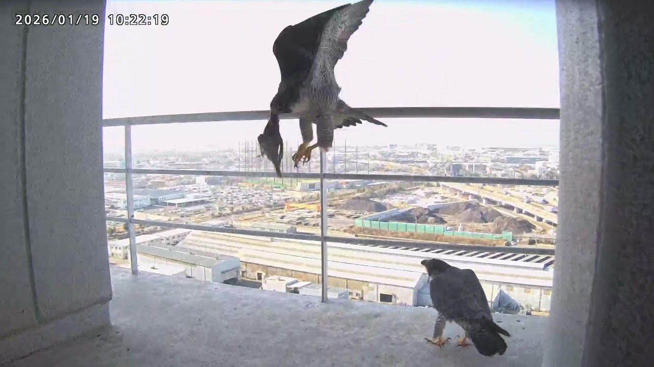 2026-01-19 (10:21) First courtship feeding at the nest this season/ 今期初！求愛給餌