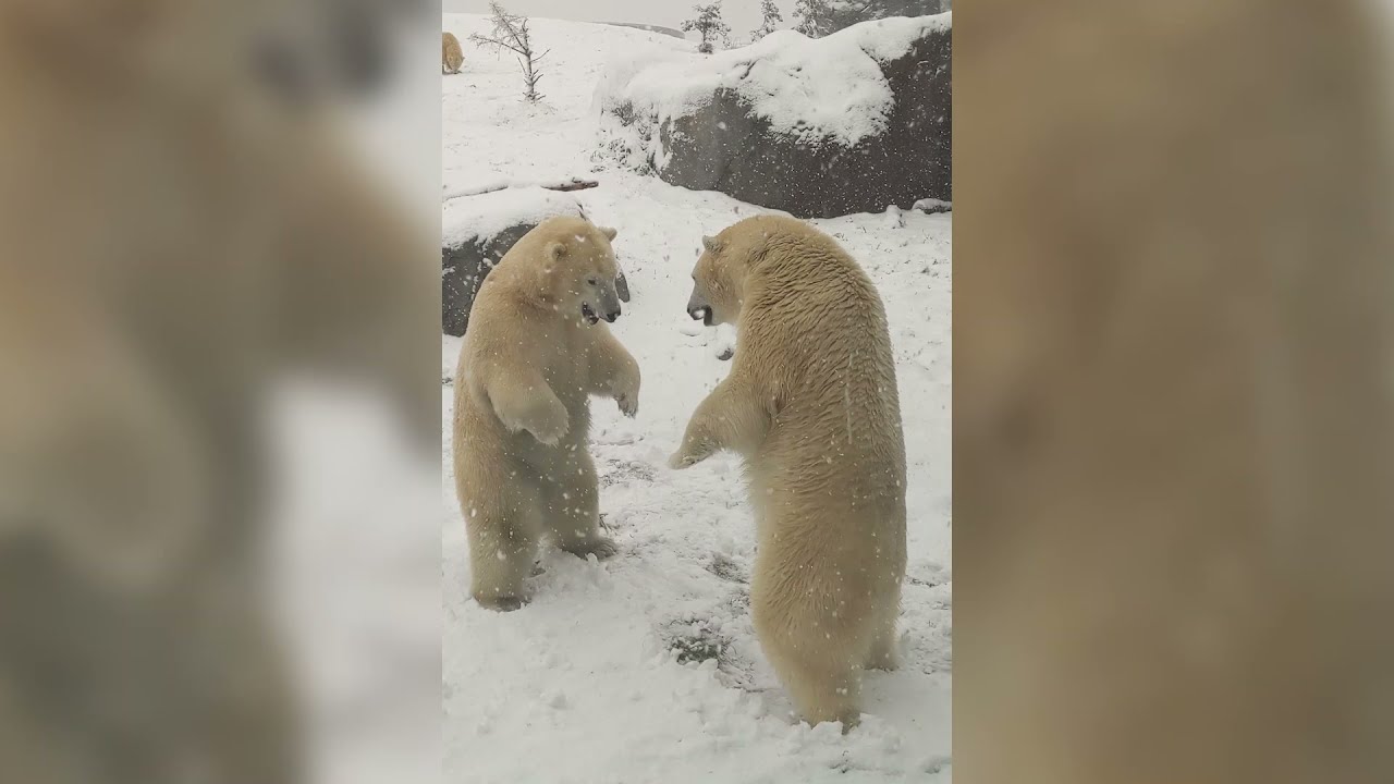 Explore the Social Bonds Between Polar Bears at Assiniboine Park Zoo