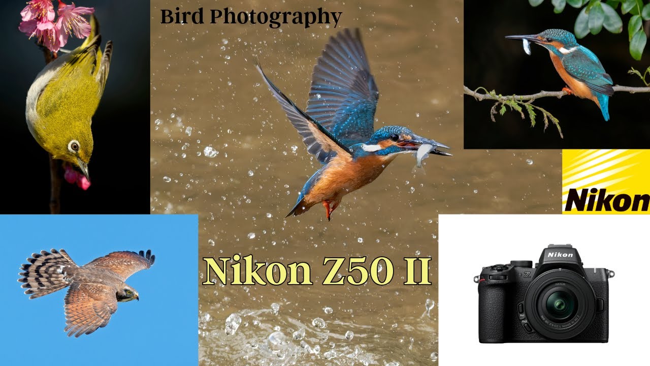 Nikon Z50II для фотосъемки птиц — отличный вариант ??