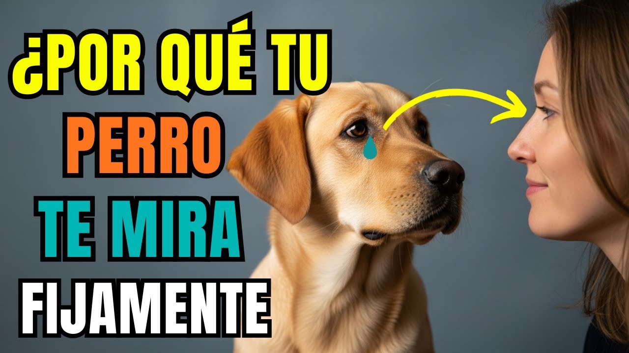 ¿Por qué tu perro te mira fijamente cuando llegas a casa (y lo que realmente significa)