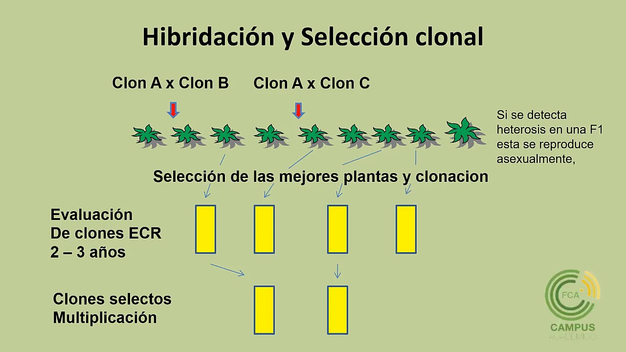 Métodos de Mejora en Plantas Asexuales