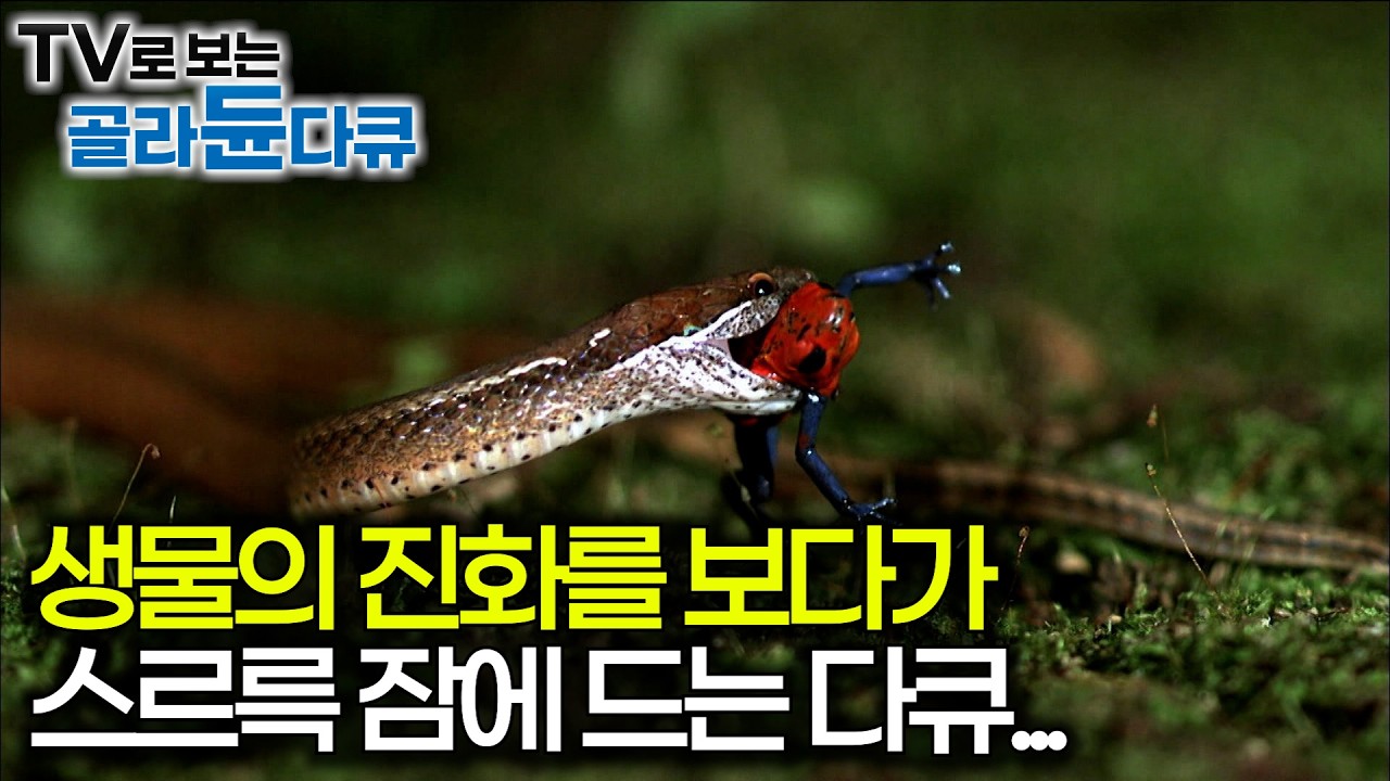 [수면다큐] 130분 진화의 비밀 특집｜진화의 수레바퀴에 올라탈 수밖에 없는 생물에게 독은 선택이 아니라 숙명｜자기 전에 틀어 놓는 영상｜다큐프라임｜#골라듄다큐