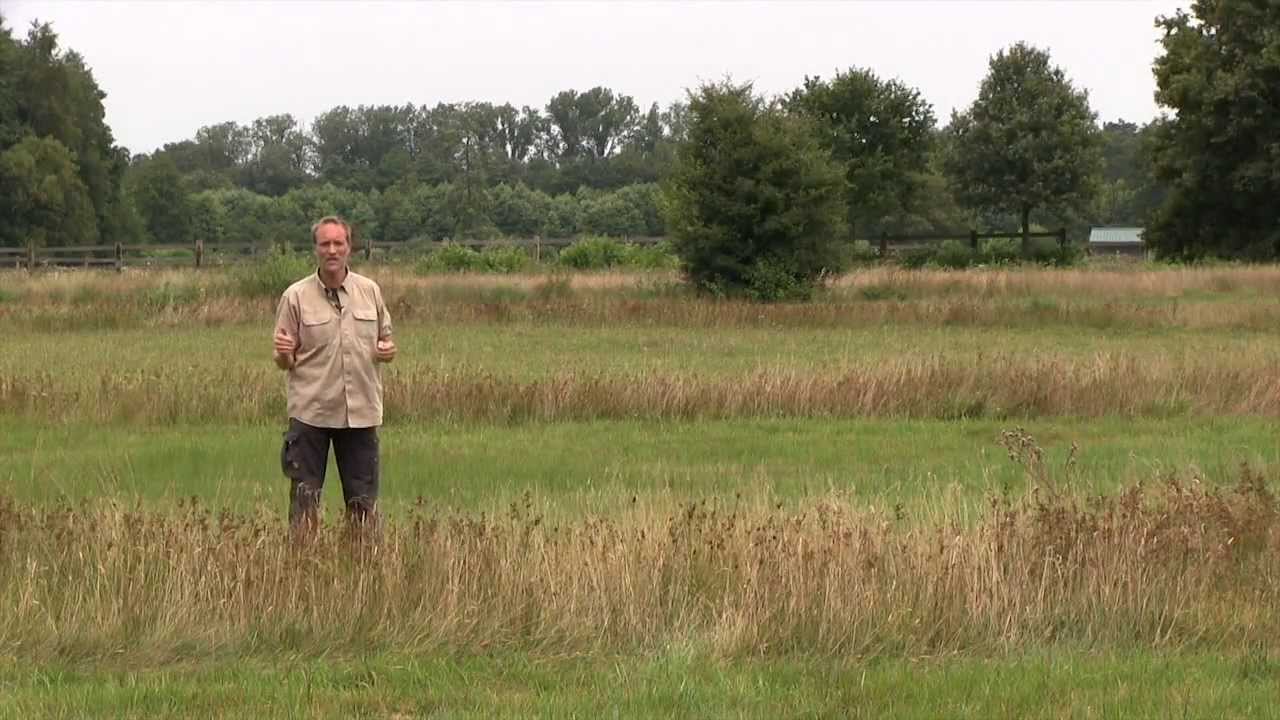 Graslandbeheer voor vlinders | Ecopedia