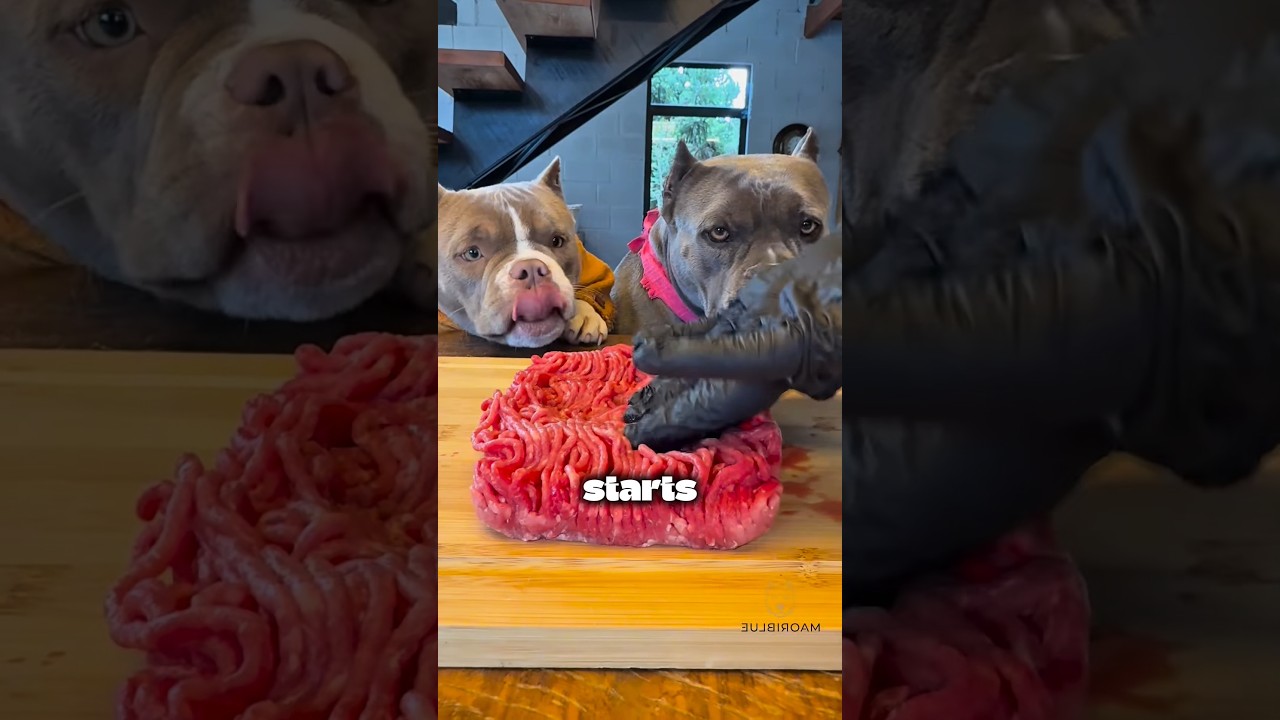 Dogs Wait Patiently for Their Dream Meal 🥩